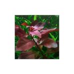 Ludwigia Repens Rubin Saksı Canlı Bitki TR-P292