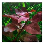 Ludwigia Repens Rubin Saksı Canlı Bitki