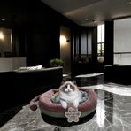 LÜKS KEDİ VE KÖPEK YATAĞI KUYRUKLU SU YEŞİLİ GÜLKURUSU 55 * 55 * 10