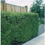 Lükstür Bitkisi Tohumu (Ligustrum)
