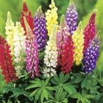 Lupinus Acı Bakla Çiçeği Tohumu