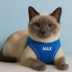 Lusi Doog Kişiye Özel Kedi Gezdirme Tasması Airmesh İsimli Kedi Göğüs Tasması Esnek Kedi Tasması (Mavi, 2XS, XS, S)