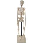 Luxury Iskelet Maket 46 cm Anatomik Insan Iskeleti 1 Adet