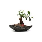 Luxury Kaya Saksıda Ficus Ginseng Bonsai Tasarımı