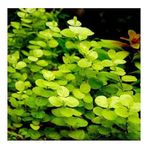 Lysimachia Nummularia Aurea Saksı Canlı Bitki