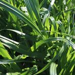 M.K. YAYLA TOHUMCULUKSüt Otu Tohumu (ryegrass)-Rye Grass-Italyan Çimi - Reygrass - Tetraploid - 500 gram