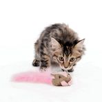 M-Pets Fare 17x7x4 cm Karışık Renkli Kedi Oyuncağı