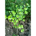 Mabet Ağacı Ginkgo Biloba Fidanı 15 25 Cm Boy - 2 Yaş