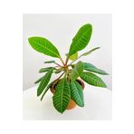 Madagascar Jewel | Euphorbia Leuconeura + Terracotta Saksı