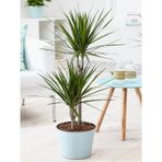 Madagaskar Dragon Ağacı – Dracaena Marginata 2 Gövdeli Yeşil
