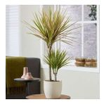 Madagaskar Dragon Ağacı – Dracaena Marginata Alacalı 2 Gövdeli