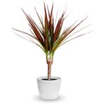 Madagaskar Dragon Ağacı – Dracaena Marginata - Tek Gövdeli Bordo