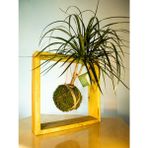 Madagaskar Dragon Ağacı Kokedama, Dracaena Marginata Kokedama