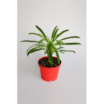 Madagaskar Palmiyesi fidanı köklü kırmızı saksıda Pachypodium Lamerei özel tür hediyelik kaktüs