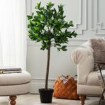 Madame Coco Fleurir Saksılı Bitki