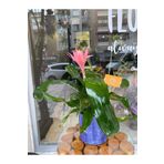 MAIA FLORAL DESIGN Aechmea Fasciata Ithal Eşmeya Çiçeği 50 Cm (saksılı) Ev Ve Ofis Çiçeği