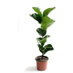 Maison Plants Ficus Lyrata - Keman Yapraklı Kauçuk
