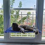 Makrome Vantuzlu Hamak Sade Cam Kedi Yatağı (Limon Sarı)