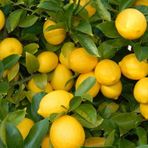 Malatya Yöresi 1 Adet Limon Fidanı