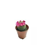 Mammillaria Lanata (5,5 Cm Saksıda) Pembe Çiçek Açan Kaktüs