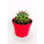 Mammillaria Magnimamma Nadir Kaktüs Özel Tür Nadide Kaktus Tekli Kaktüs 8.5 cm Saksıda