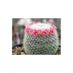 Mammillaria Matudae - Kaynana Topuzu Kaktüsü (Beyaz Çiçekli) 12Cm Saksıda Büyük Boy