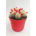 Mammillaria Prolifera Nadide Tür Kaktus 8.5 cm Saksıda