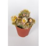 Mammillaria Prolifera Teksas Meme Kaktüsü Krem Çiçek Açan Kaktüs 5.5 Cm Saksıda