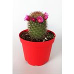 Mammillaria Spinosissima Lila Çiçekli Kaktüs Özel Tür 8.5 Saksıda