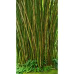 MANAVGOOD Bezciler Bambu Kargı Fidan Destek Çubukları 250 Cm Boy 2.5-3.5 Çap 10 Adet