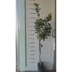 Mandalina Fidanı Bodur Klemantin Citrus Kumquat Hindsii Oksana, Saksıda