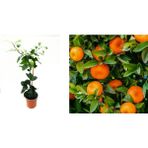 MANDALİNA FİDANI (Satsuma) 2 ADET - 3 YAŞ AŞILI ve TÜPLÜ 100-150