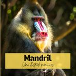 Mandril: Libre illustrado para ninos