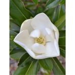 Manolya Fidanı Yaprak Dökmeyen Magnolia Gramandiflora 20 40 cm Saksıda