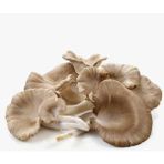 Mantar İstiridye(Kayın) 200 gr