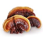 Mantarcı Anne Kırmızı Reishi Mantarı Tohumu Ganoderma Lucidum Mantar Tohumu - 200 gr