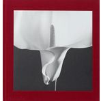 Mapplethorpe Flora : The Complete Flowers - Kolektif