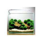 Marimo Moss Ball 3-4 cm 50 Adet Canlı Bitki