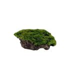 Marimo Moss Rock Canlı Bitki