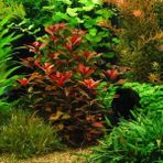 Marimo Scape Akvaryum Bitkileri Ludwigia Diamond Repens