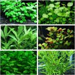 Marimo Scape Bitki Başlangıç Paketi 30 Dal Kolay Bakım Gerektiren Bitkilerle Hazırlanmış
