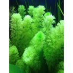 Marimo Scape Limnophila Sessiliflora Akvaryum Bitkisi 5 Adet Hızlı Büyüyen Yeşil Yapraklar