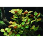 Marimo Scape Ludwigia Ovalis Oval Gül