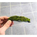 Marimo Scape Marimo rock Marimo Yosunu ile Sarılı 7-10 cm Kaya