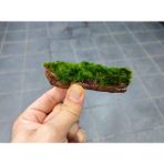 Marimo Scape Marimo Sarılı Akvaryum Kökü