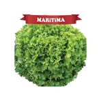 Maritima Kıvırcık Marul Tohumu Kaplı 100 Adet