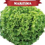 Maritima Kıvırcık Marul Tohumu Topraksız Tarım 100 Adet