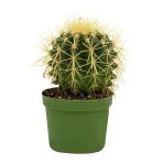 Marka: Kaktüs Dekoratif (echinocactus Blister) Kategori: Bahçe El Aleti Setleri
