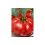 Marmande Domates Tohumu 25 Adet Domates Aksaray Tohumculuk