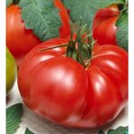 Marmande Domates Tohumu (50 Tohum)